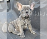 Small #2 French Bulldog