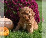 Small Photo #2 Cocker Spaniel-Poodle (Miniature) Mix Puppy For Sale in MIFFLINBURG, PA, USA