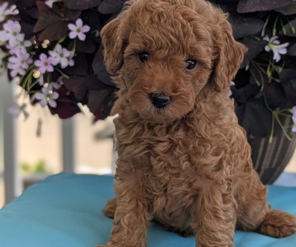 Medium Photo #15 Poodle (Toy) Puppy For Sale in GOSHEN, IN, USA