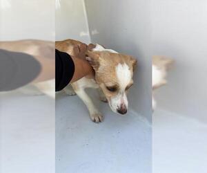 Beagle Dogs for adoption in Houston, TX, USA