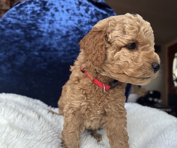Medium Photo #47 Goldendoodle (Miniature) Puppy For Sale in SAN FERNANDO, CA, USA