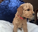 Small Photo #47 Goldendoodle (Miniature) Puppy For Sale in SAN FERNANDO, CA, USA