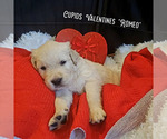Small Photo #6 English Cream Golden Retriever Puppy For Sale in BEREA, KY, USA