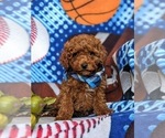 Small Photo #8 Cavapoo Puppy For Sale in KIRKWOOD, PA, USA