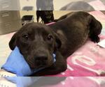 Small American Pit Bull Terrier Mix