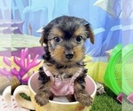 Small #2 Yorkshire Terrier