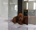 Small Poodle (Toy)