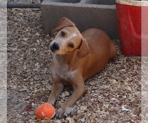 Cosmo - Male Dachshund Dog for Adoption - Photo #4