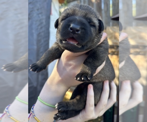 Medium Photo #2 German Shepherd Dog Puppy For Sale in LAKE ELSINORE, CA, USA