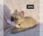 Small Photo #7 French Bulldog Puppy For Sale in POMEROY, OH, USA