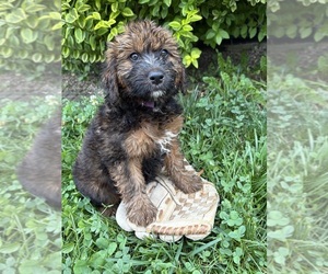 Whoodle (Miniature) Puppy for sale in MIDDLEBURY, IN, USA