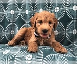 Small Photo #9 Goldendoodle-Poodle (Standard) Mix Puppy For Sale in LAKELAND, FL, USA