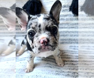 French Bulldog Puppy for sale in LAUREL, MD, USA
