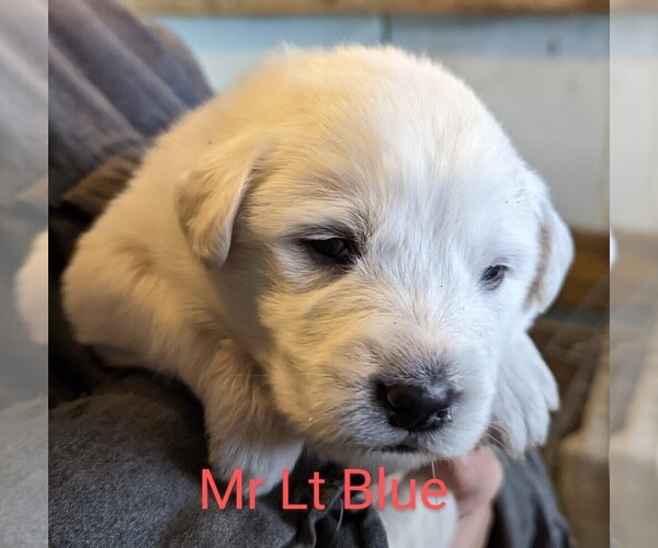 Medium Photo #1 Great Pyrenees Puppy For Sale in GOWANDA, NY, USA