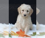 Small Photo #2 Labradoodle Puppy For Sale in FREDERICKSBURG, OH, USA