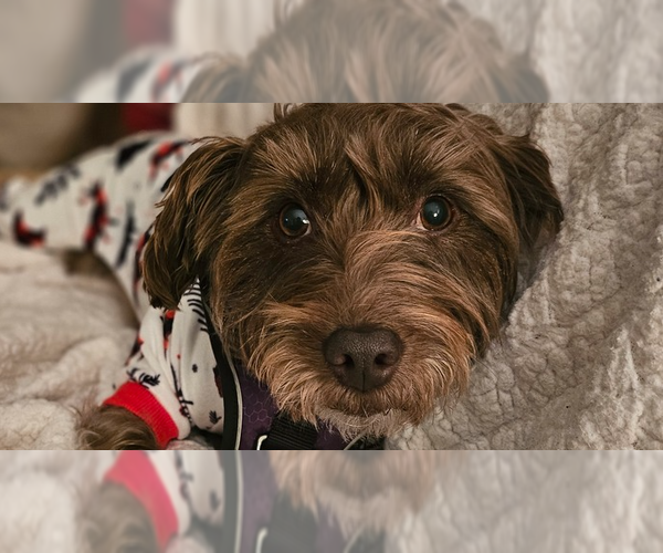 Medium Photo #2 Mutt Puppy For Sale in New York, NY, USA