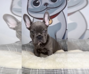 French Bulldog Puppy for sale in BROOKLYN, NY, USA