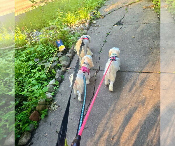 Medium Photo #4 Maltese Puppy For Sale in Andover, MN, USA