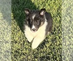 Small #14 Shetland Sheepdog