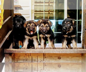 German Shepherd Dog Litter for sale in COLLINS, GA, USA