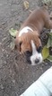 Small Photo #3 Boxer Puppy For Sale in KENNEWICK, WA, USA