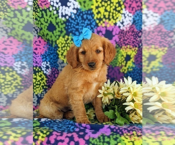Medium Photo #6 Goldendoodle (Miniature) Puppy For Sale in OXFORD, PA, USA