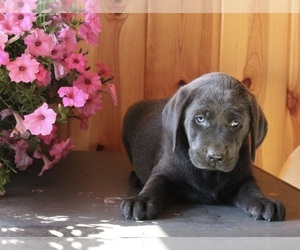 Labrador Retriever Puppy for sale in FREDERICKSBURG, OH, USA