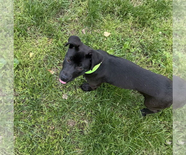Medium Photo #2 Labrador Retriever-Unknown Mix Puppy For Sale in Brewster, NY, USA