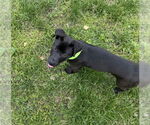 Small #1 Labrador Retriever Mix