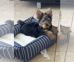 Yorkshire Terrier Puppy for sale in CALUMET CITY, IL, USA