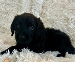 Puppy Zara Labradoodle