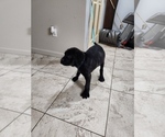 Small Photo #5 Mastiff Puppy For Sale in HOLYOKE, MA, USA