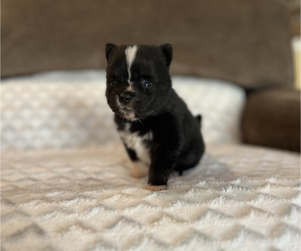 Medium Photo #2 Pomsky Puppy For Sale in DRACUT, MA, USA
