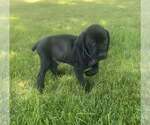 Puppy Angus German Shorthaired Pointer