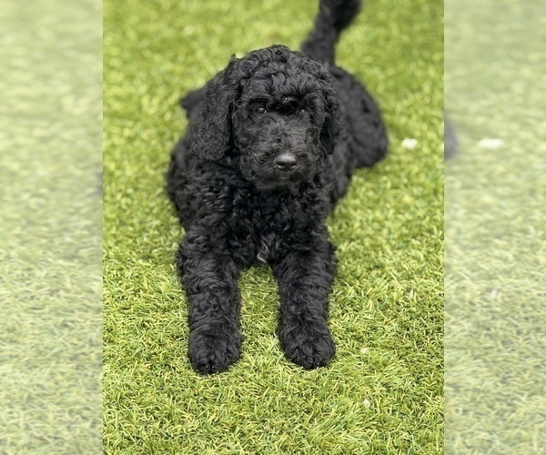 Medium Photo #10 Goldendoodle Puppy For Sale in GIBSONTON, FL, USA