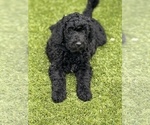 Small Photo #10 Goldendoodle Puppy For Sale in GIBSONTON, FL, USA