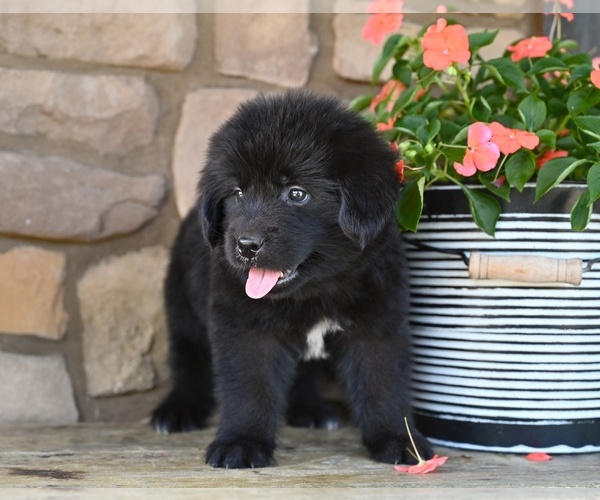 Medium Photo #1 Newfoundland Puppy For Sale in MILLERSBURG, OH, USA