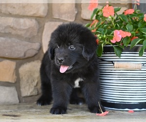 Newfoundland Puppy for sale in MILLERSBURG, OH, USA