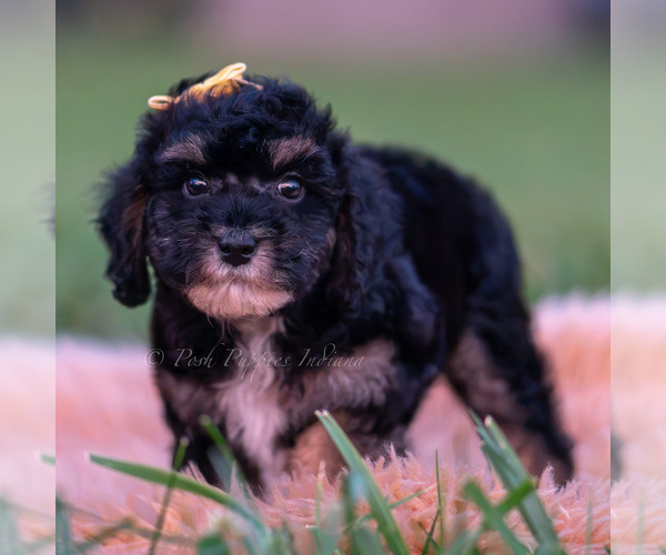 Medium Photo #44 Poodle (Miniature) Puppy For Sale in WARSAW, IN, USA