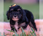 Small #2 Poodle (Miniature)