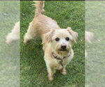 Small #2 Havanese Mix