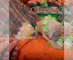 Small Photo #67 Great Dane Puppy For Sale in SPRAGGS, PA, USA