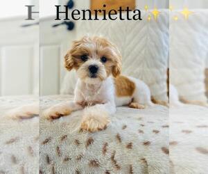 Morkie Puppy for sale in ALGOOD, TN, USA