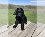 Small Photo #10 Labradoodle Puppy For Sale in CHARITON, IA, USA