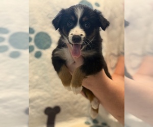 Australian Shepherd Puppy for sale in WEBSTER, FL, USA