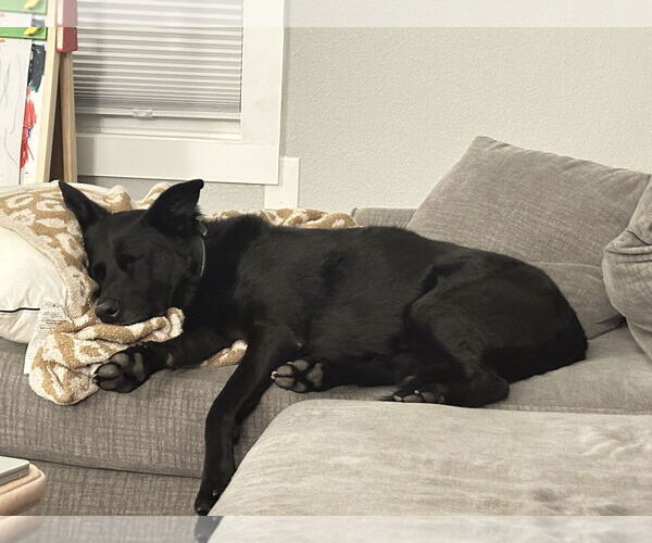 Medium Photo #3 Retriever -Unknown Mix Puppy For Sale in Fort Collins, CO, USA