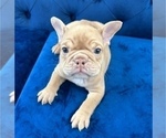 Small #1 English Bulldog