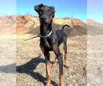 Small #26 Doberman Pinscher