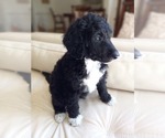 Small Photo #2 Poodle (Standard) Puppy For Sale in NASHVILLE, TN, USA