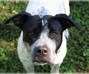 German Shorthaired Pointer-Unknown Mix Dogs for adoption in Canton, CT, USA